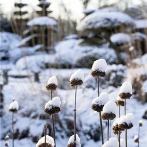 WEIHNACHTLICHE STIMMUNG IM GARTEN