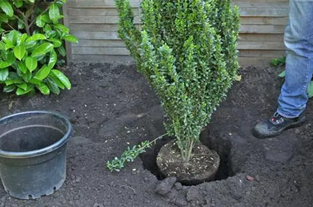 Stechpalme - Einpflanzen im Garten