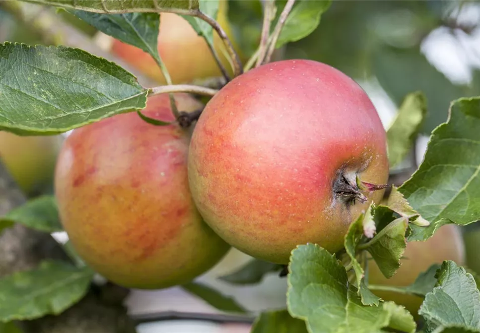 WIE GEHT... OBSTGEHöLZE PFLANZEN?