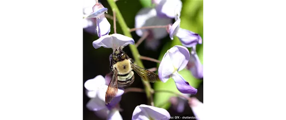 TOP 5 INSEKTENFREUNDLICHE PFLANZEN!