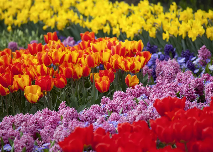 Frühjahrsblumen und ihre Pflege