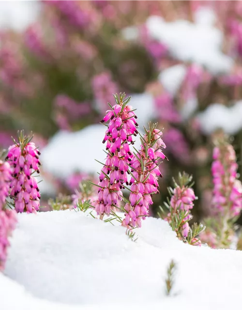 Winterpflege für den Garten