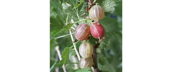 GESUND NASCHEN AUF DEM BALKON!