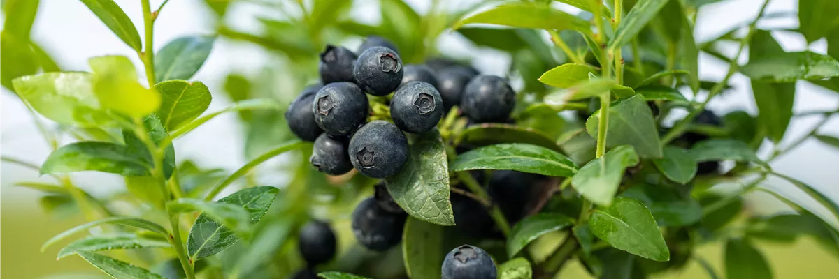 Vaccinium angustifolium 'BrazelBerry® Berry Bux®'