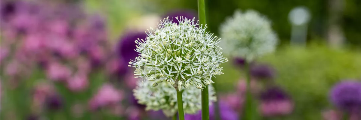 Zier-Allium, weiß