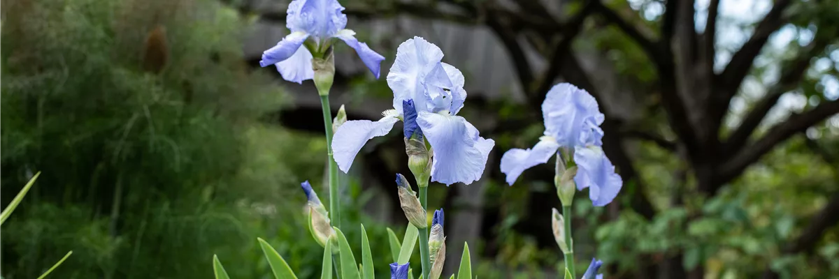 Iris x germanica, hellblau