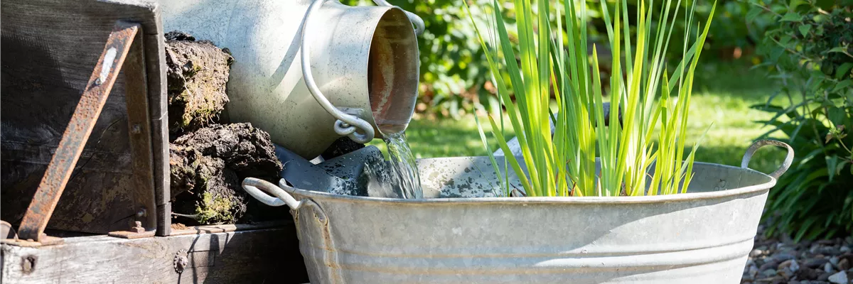 Wasserpflanzen in Zinkwanne