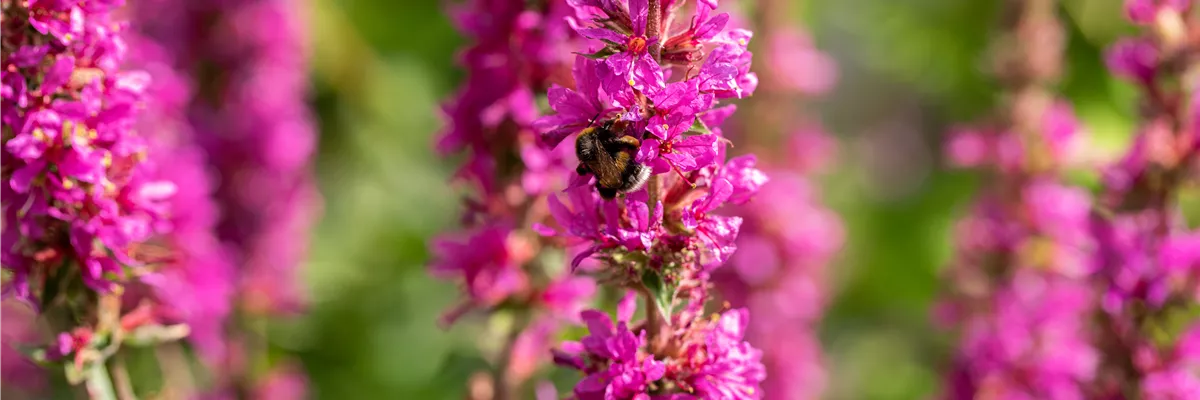 Hummel auf Blüte