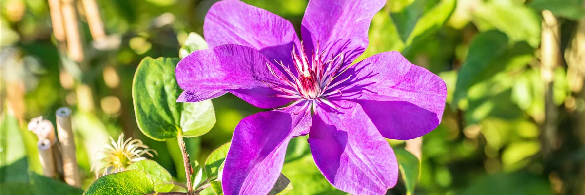 Clematis 'The President'®