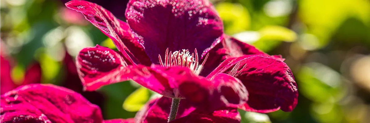 Clematis 'Rouge Cardinal'