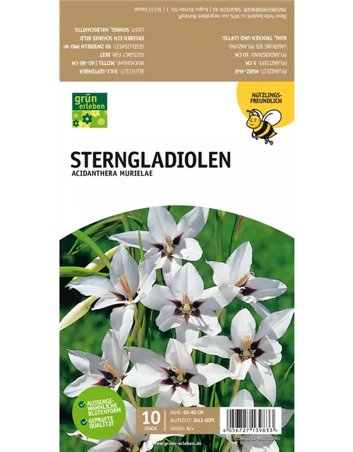 Sterngladiolen