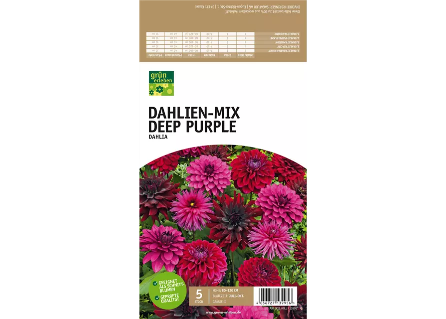 Dahlien-Mix Deep Purple