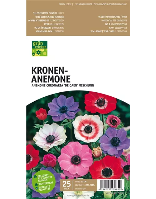 Kronen-Anemone