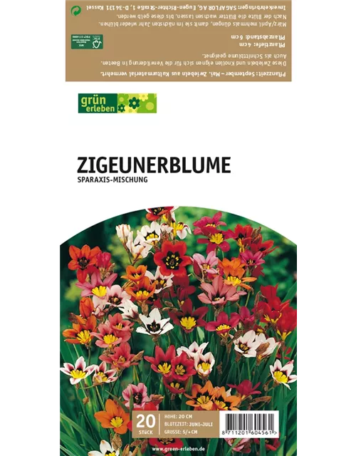 Zigeunerblume