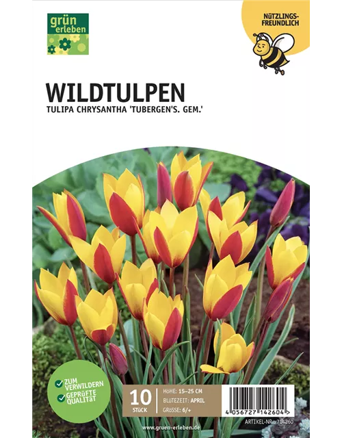 Botan. Wildtulpen