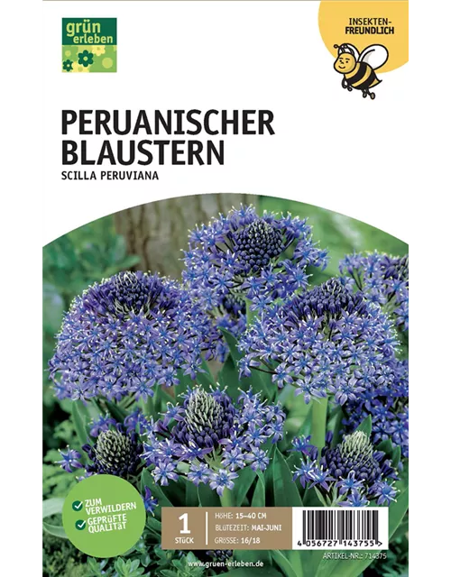 Peruanischer Blaustern