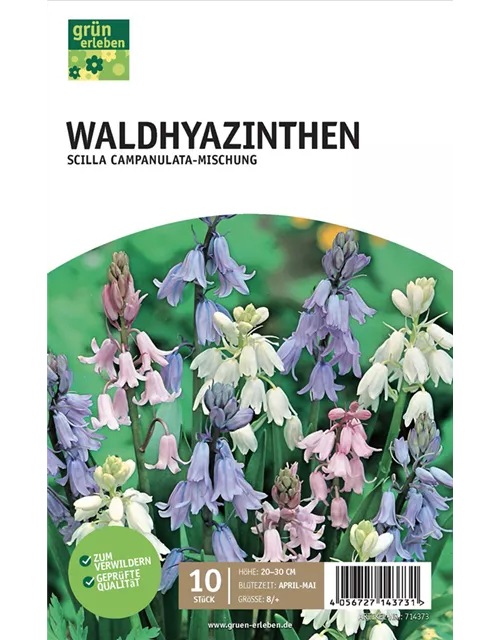 Waldhyazinthen