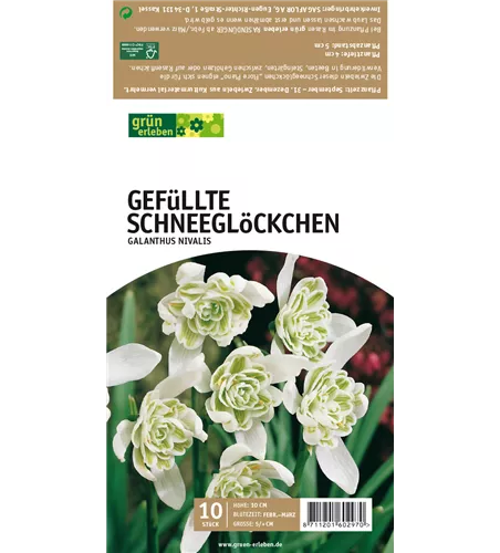 Gefüllte Schneeglöckchen